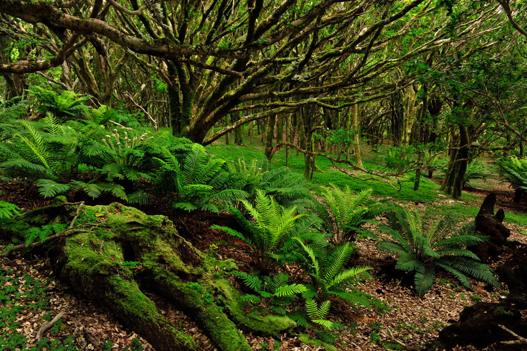 Bosque Isla Robinson Crusoe, PN Archipiélago de Juan Fernández