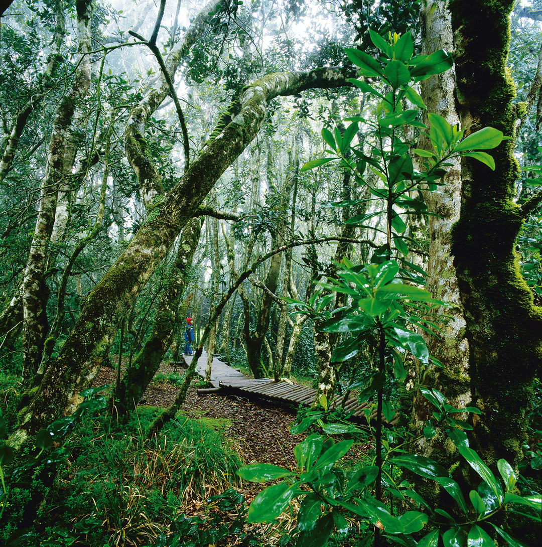 P.N. Bosque de Fray Jorge